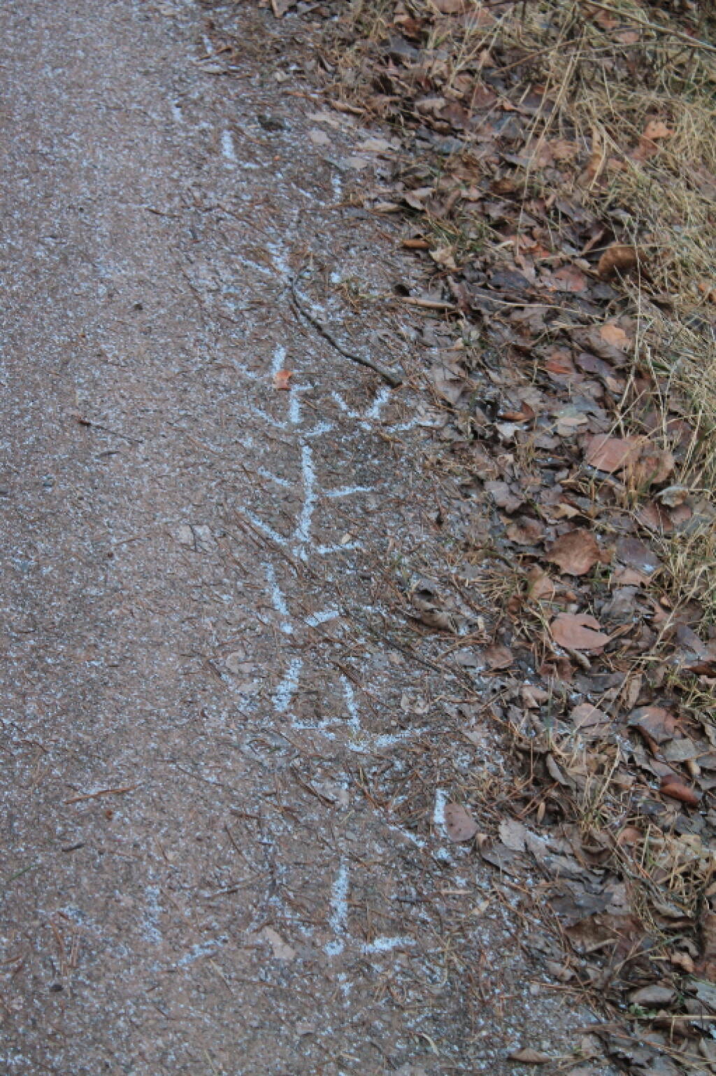 Photo: Wild Turkey Prints