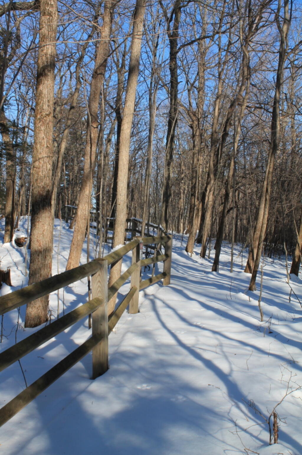 Photo: Fence Line