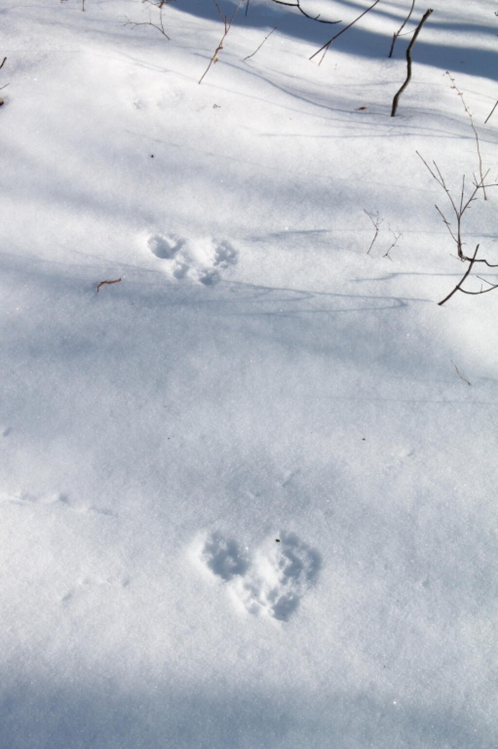 Photo: Rabbit Prints Photo: Rabbit Prints