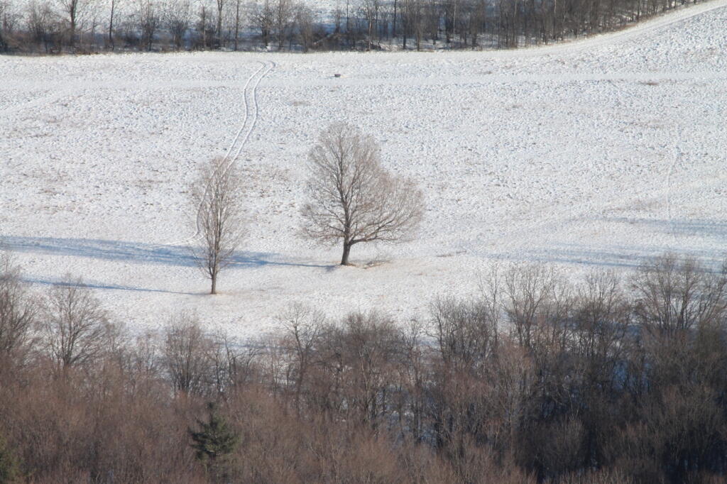 Photo: Tree