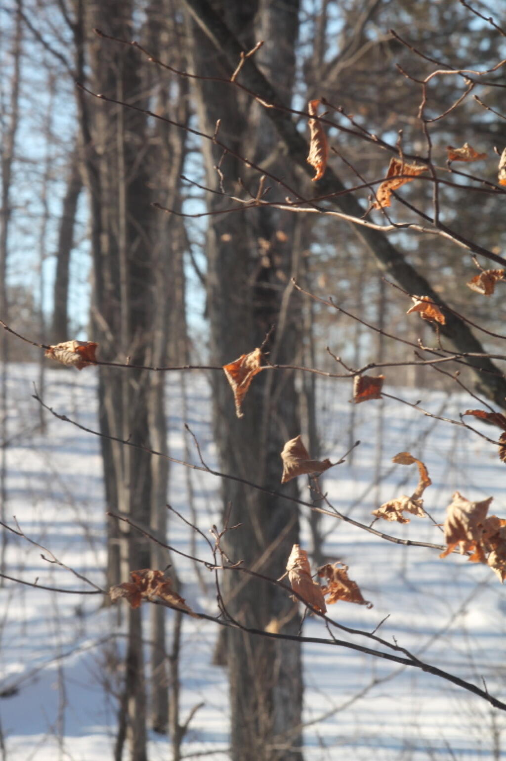 Photo: Leaves