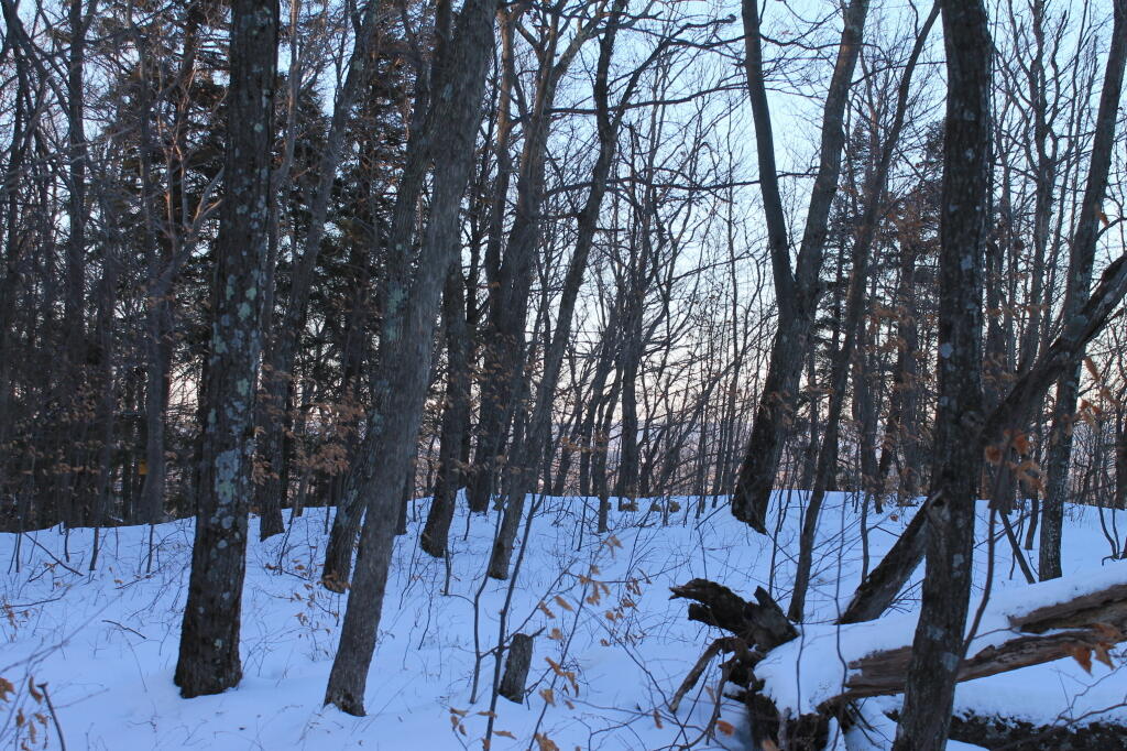 Photo: Darkening Woods