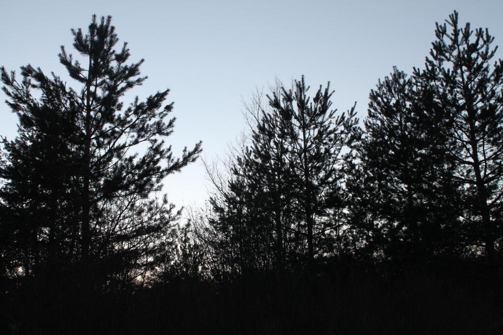 Photo: Trees in Shadow Photo: Trees in Shadow