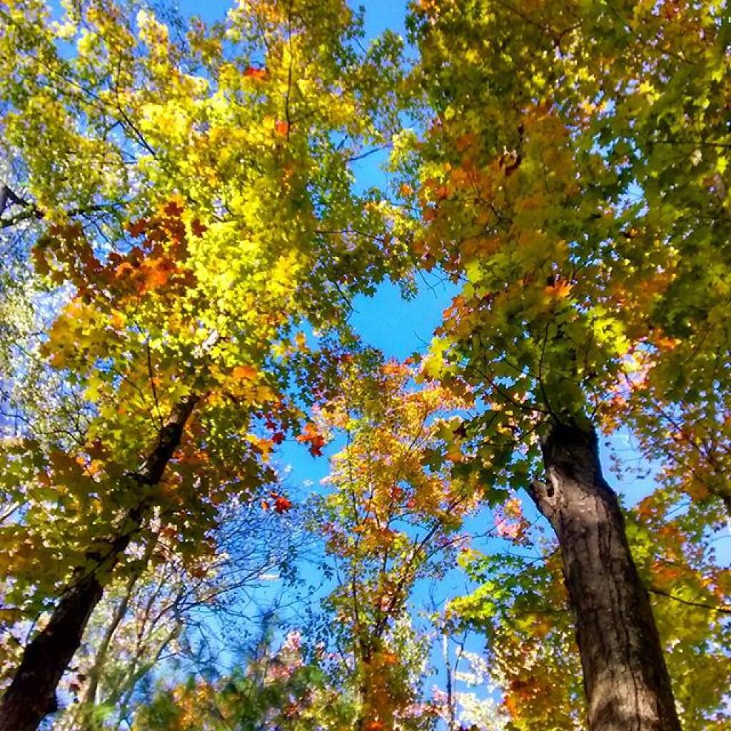 Photo: Maple