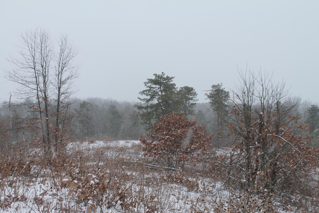 Photo: Out in the Pine Bush