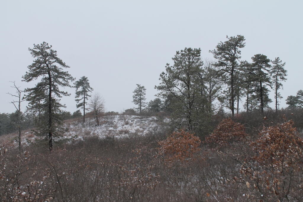 Photo: Pine Bush Photo: Pine Bush