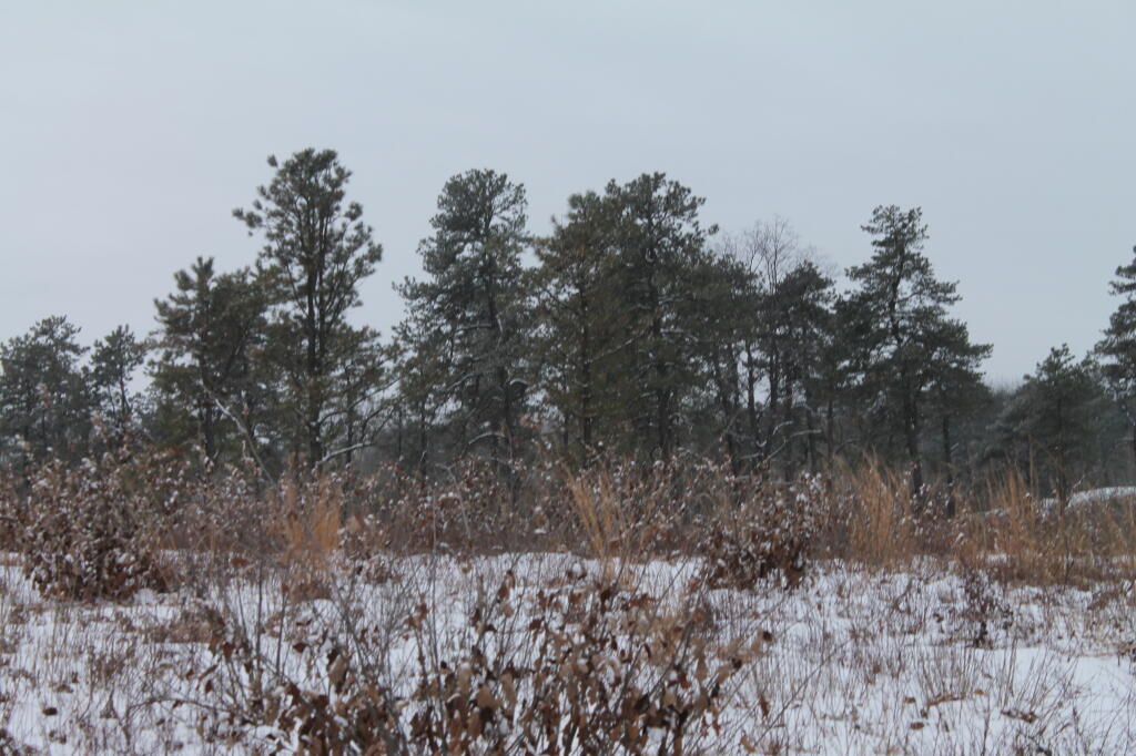 Photo: Pitch