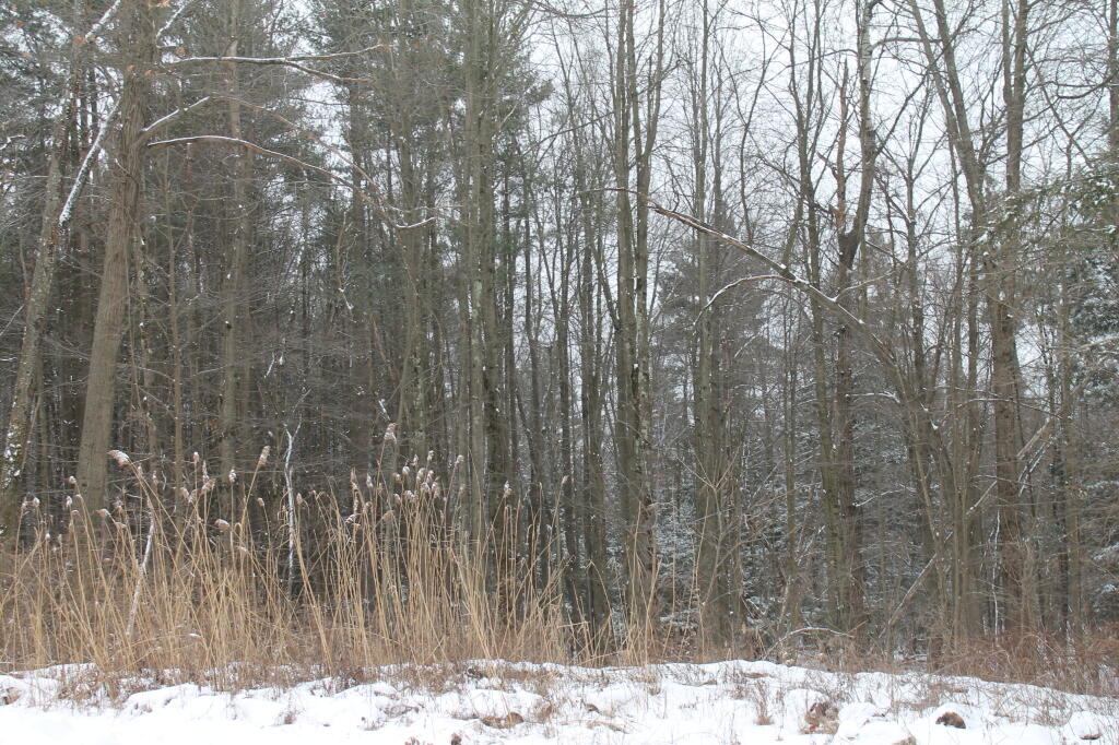Photo: Marsh and Potential High Quality Pine Bush in Backgrounds Photo: Marsh and Potential High Quality Pine Bush in Backgrounds