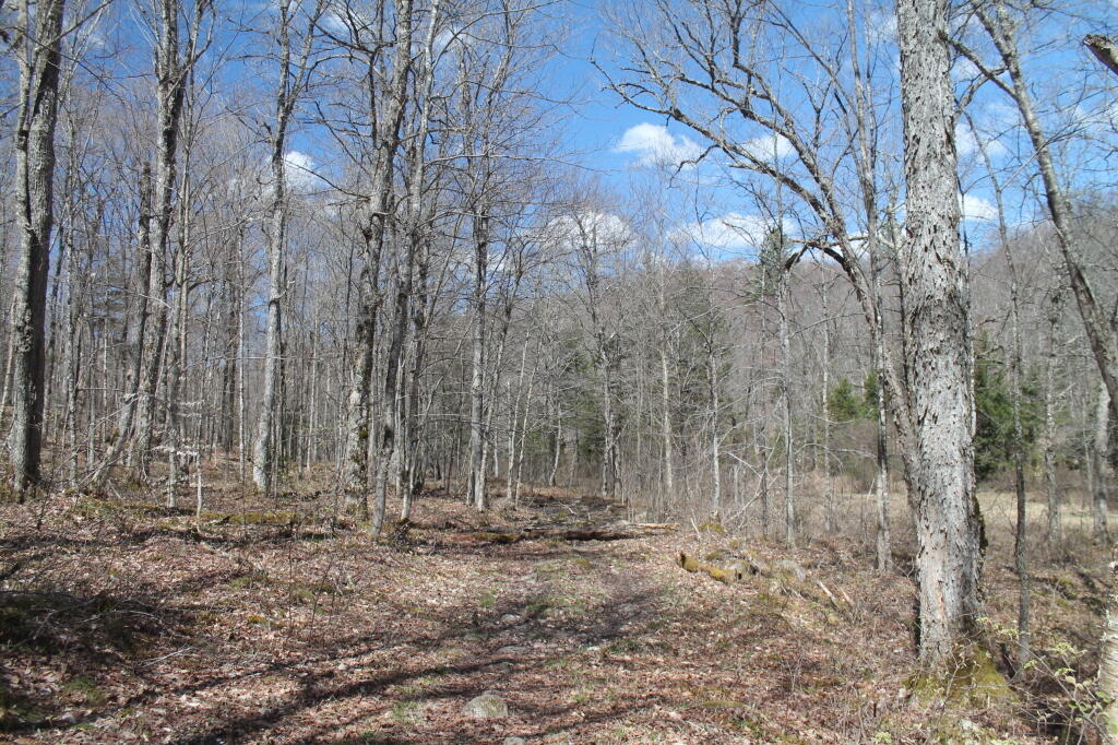 Photo: Spring is coming Photo: Spring is coming