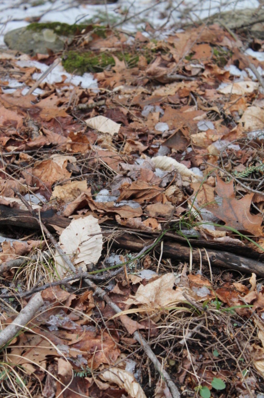 Photo: Leaves Photo: Leaves