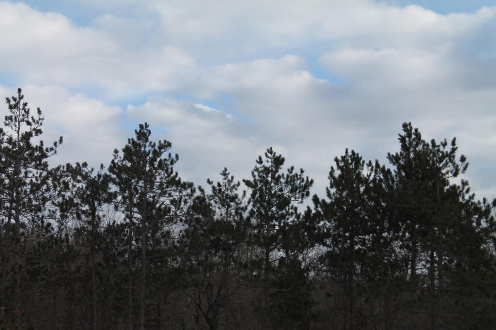 Photo: White Pine Photo: White Pine