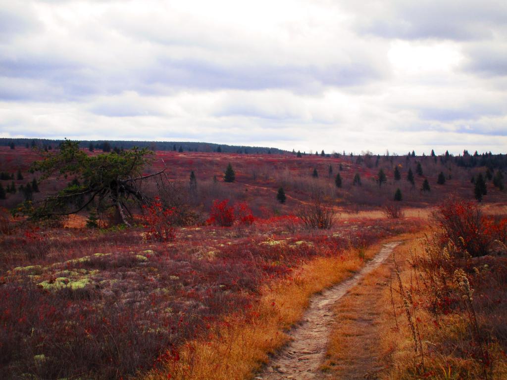 Photo: Heath Barrens of Dolly Sods