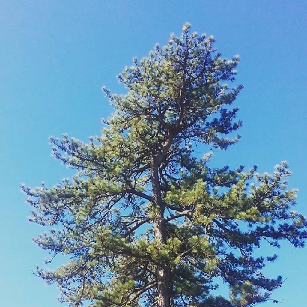 Photo: Pitch Pine