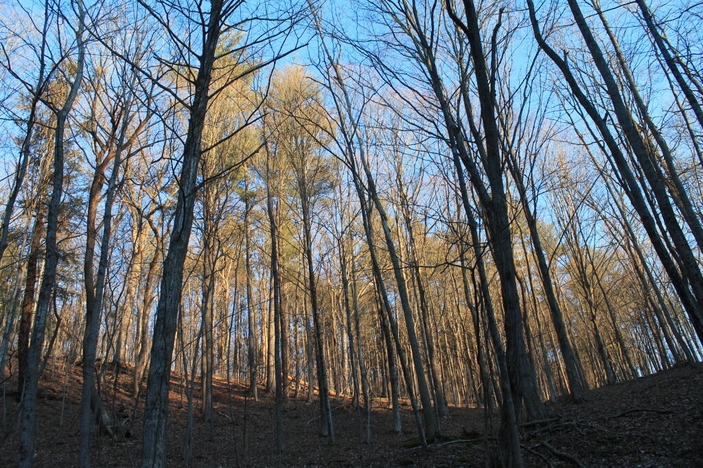 Photo: Sunlight Hits Trees Photo: Sunlight Hits Trees