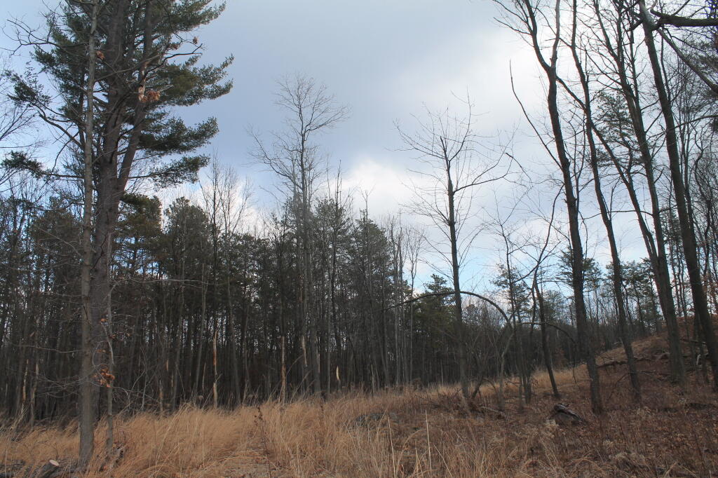 Photo: Recently Burnt Over Albany Pine Bush