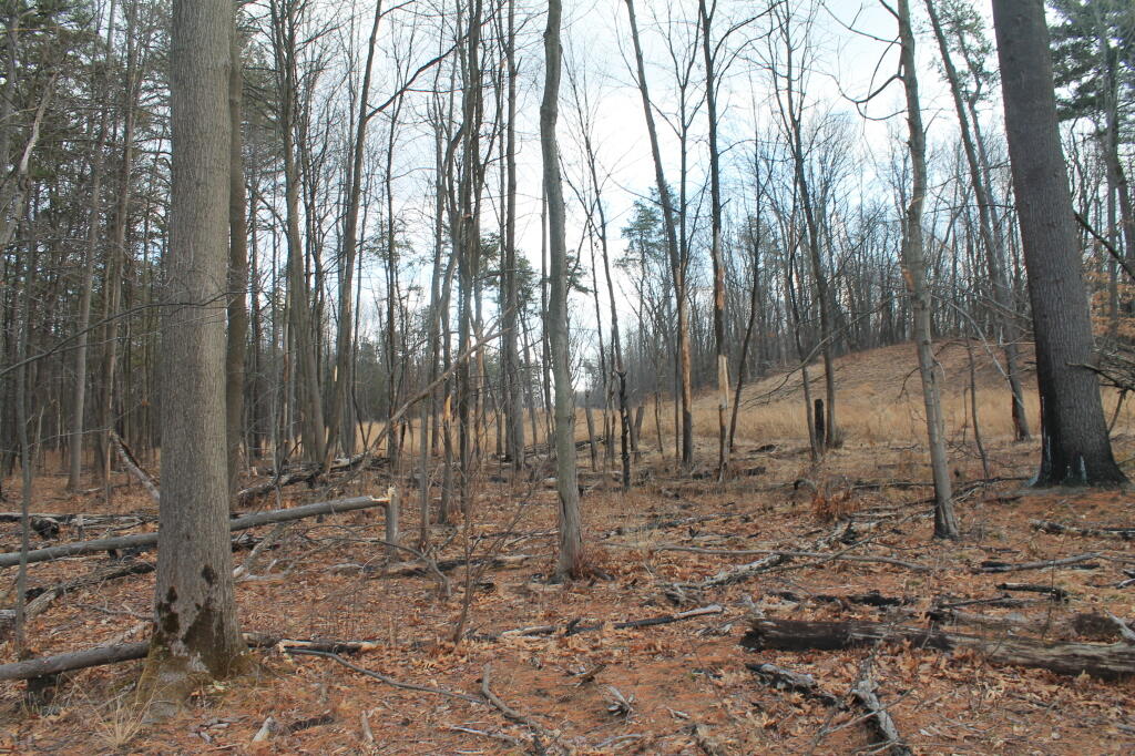 Photo: Recently Burnt Over Woods