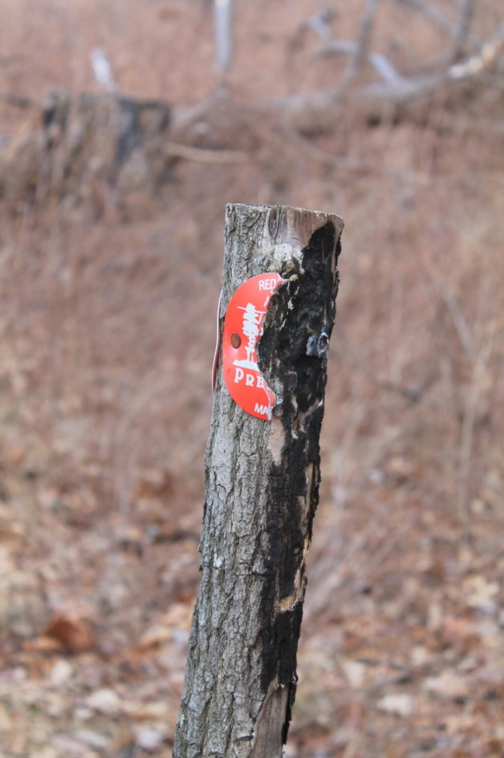 Photo: Partially Incinerated Preserve Marker