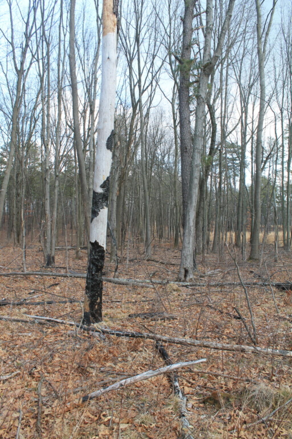 Photo: More Results of Controlled Burn