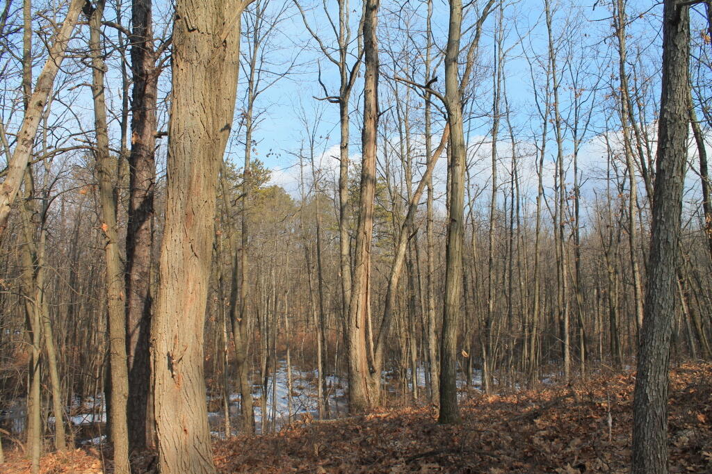 Photo: Wetlands from Top of a Sand Dune Photo: Wetlands from Top of a Sand Dune
