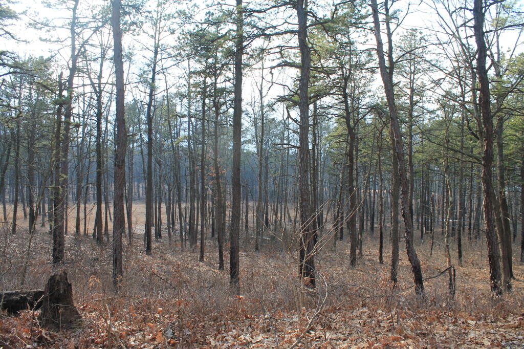 Photo: Thru the Pine Barriens Photo: Thru the Pine Barriens