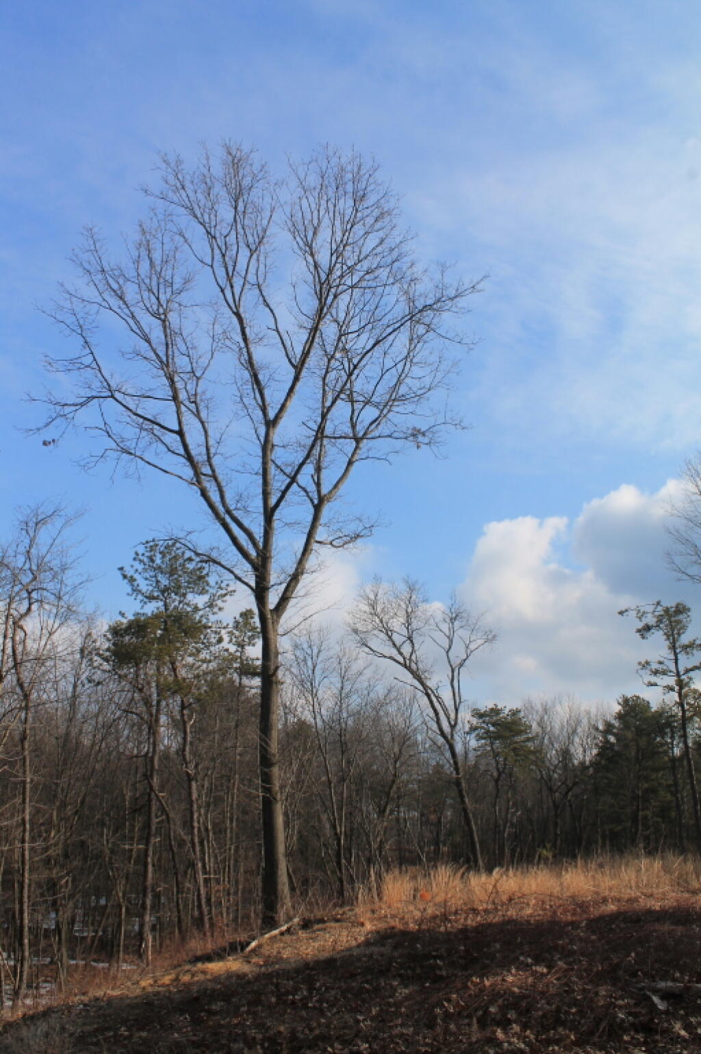 Photo: Tree on Recently Burnt Hillside Photo: Tree on Recently Burnt Hillside