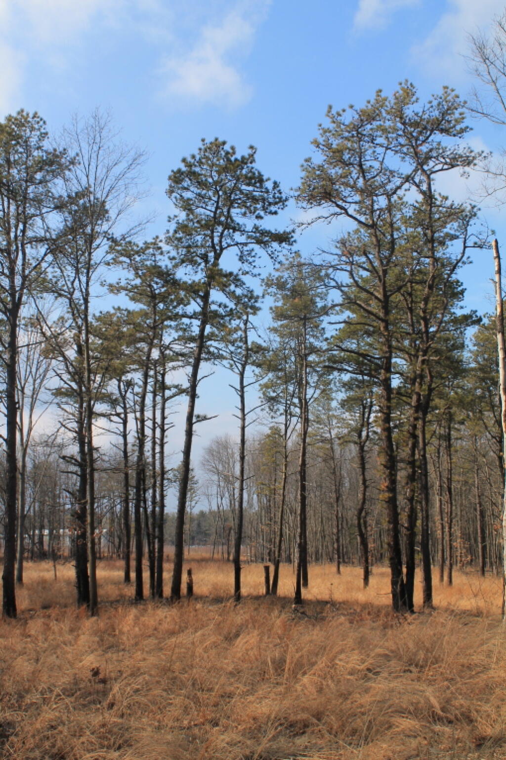 Photo: Pitch Pine Photo: Pitch Pine