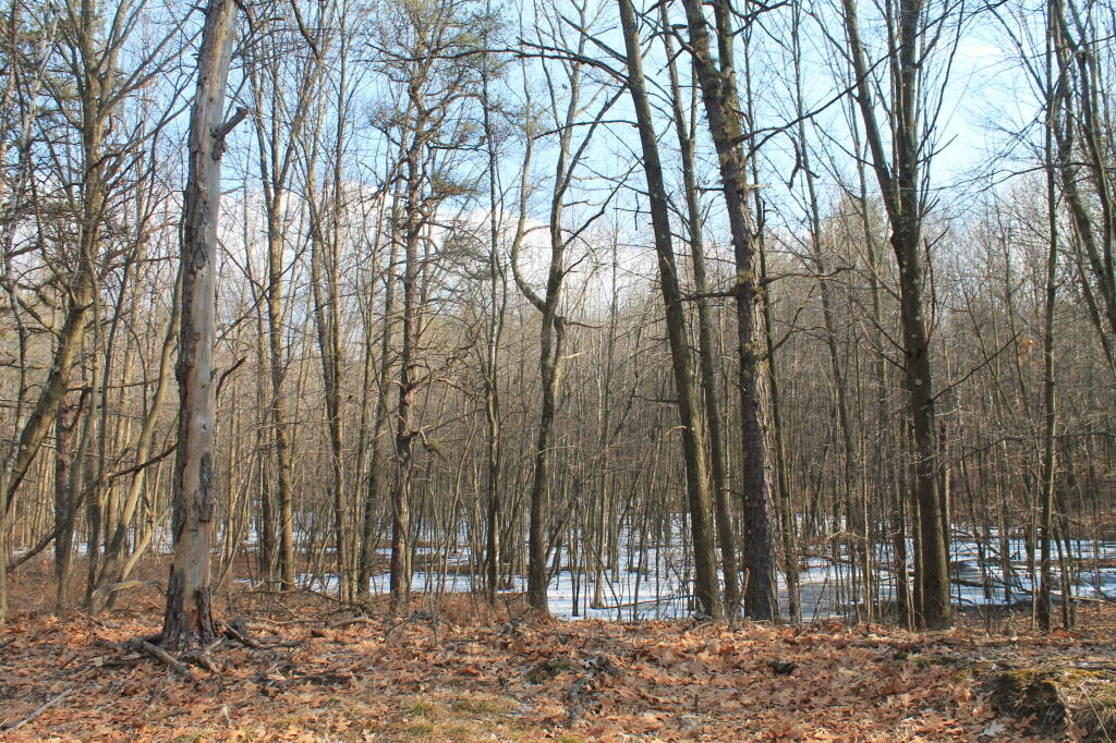 Photo: Another Frozen Wetland Photo: Another Frozen Wetland