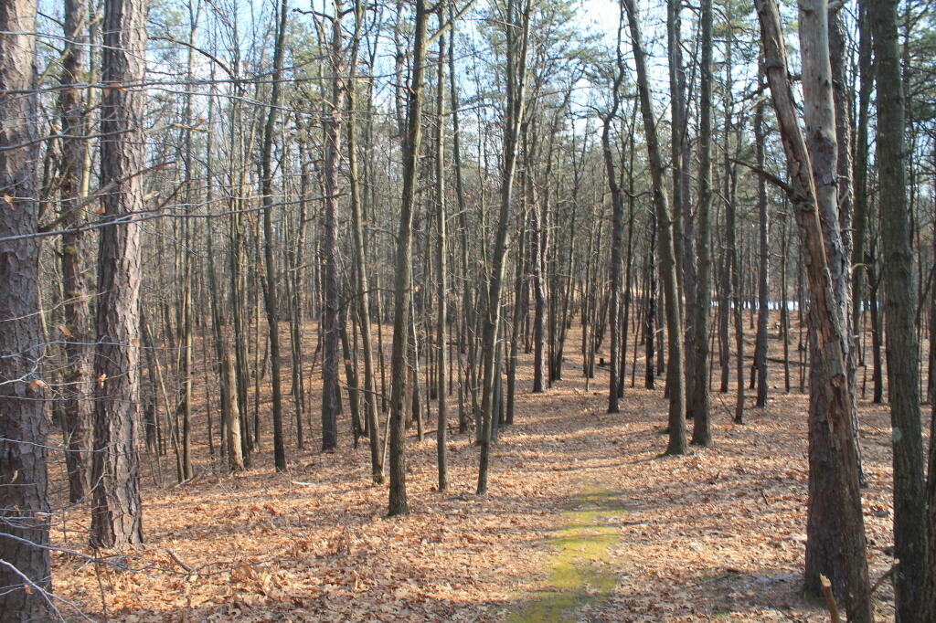 Photo: Thru the Woods