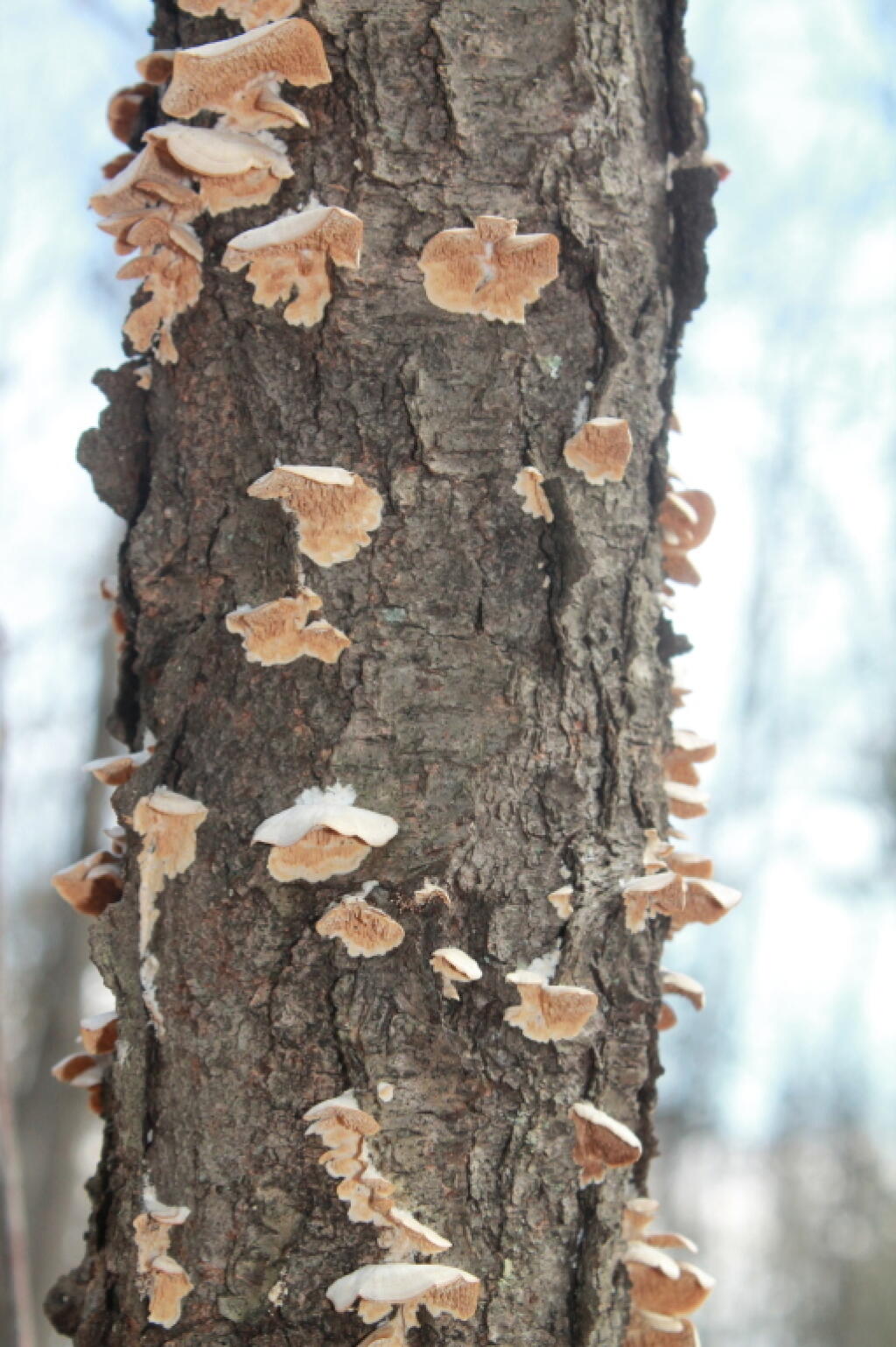 Photo: On a Tree