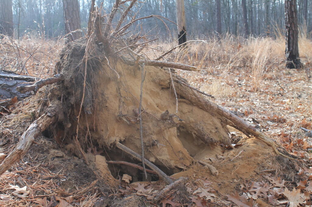 Photo: Uprooted Tree
