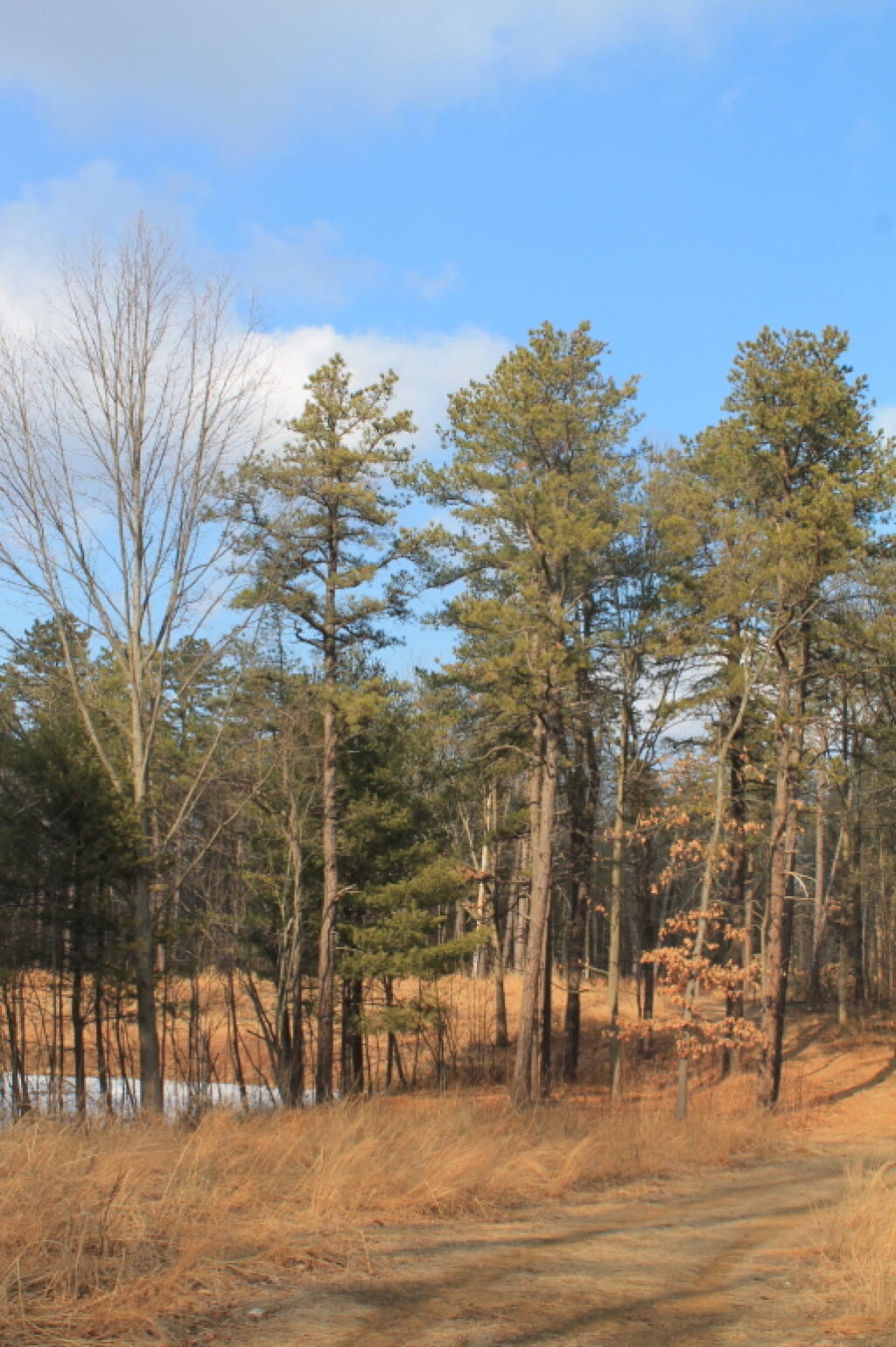 Photo: Trees Along Trail