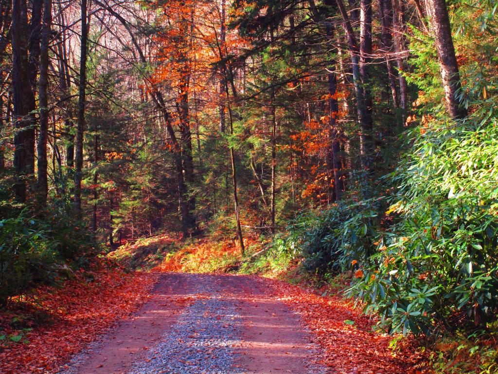 Photo: Canaan Loop Road Photo: Canaan Loop Road