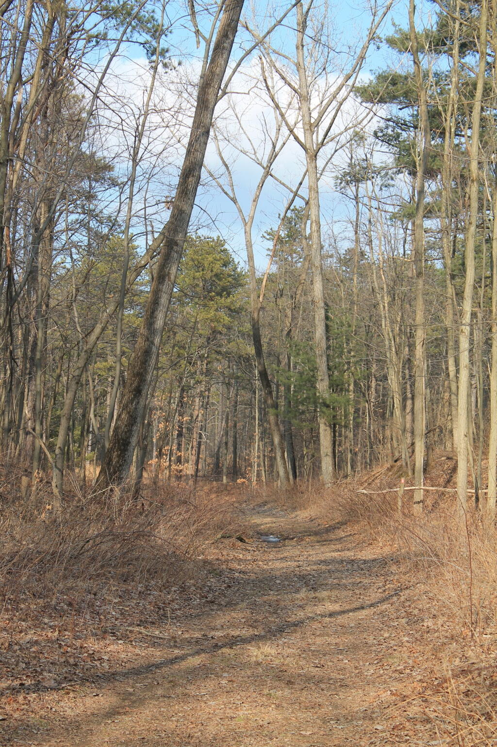 Photo: Woods Walk
