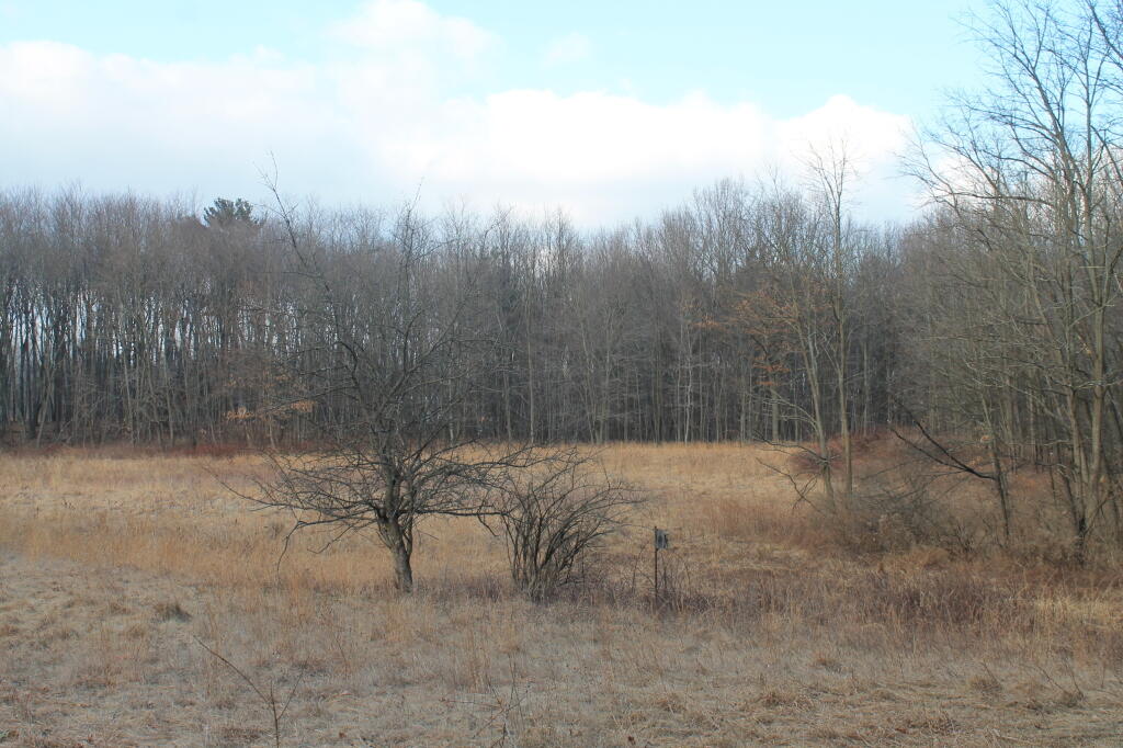 Photo: Apple Tree
