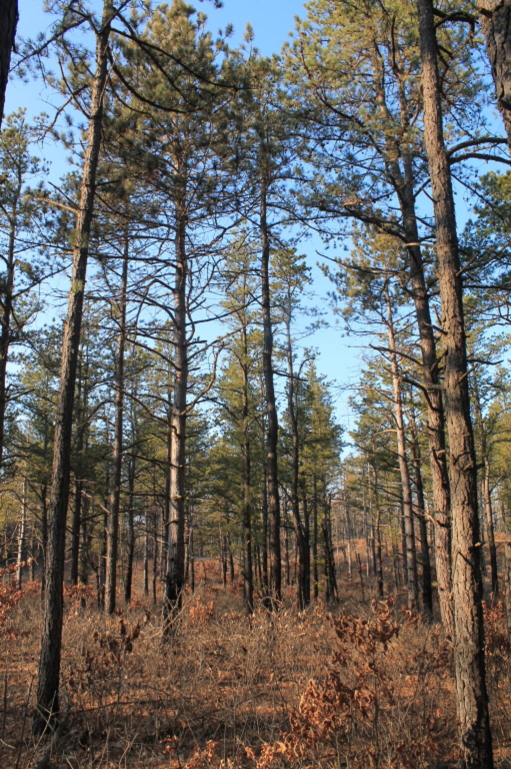 Photo: Thinned Barriens Along Paper Street