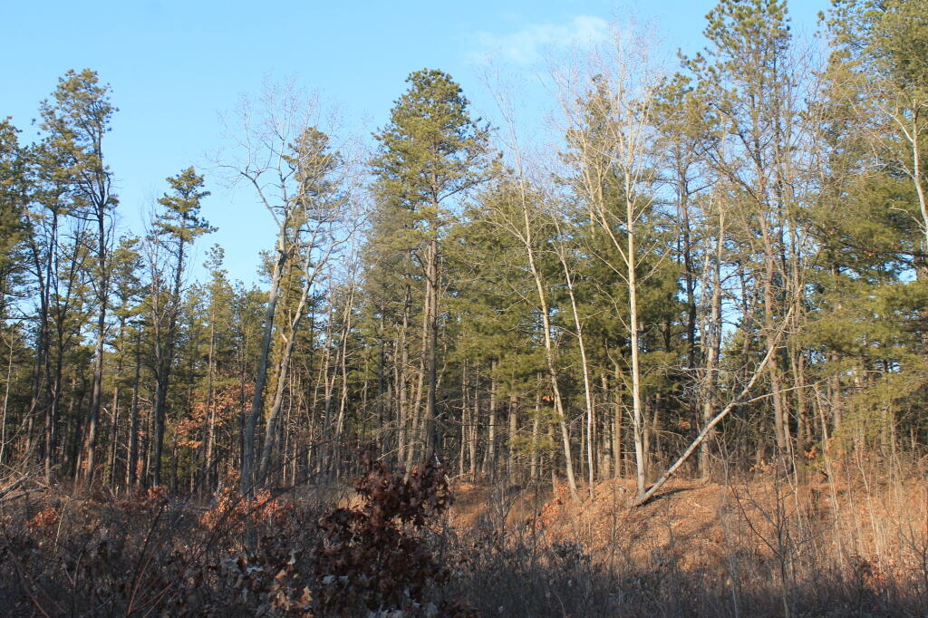 Photo: Recently Cleared Out Area