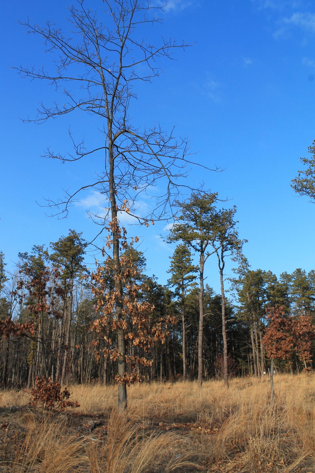 Photo: Along the Trail