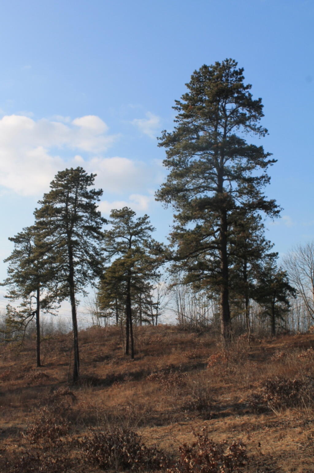 Photo: Towards the Thruway Photo: Towards the Thruway