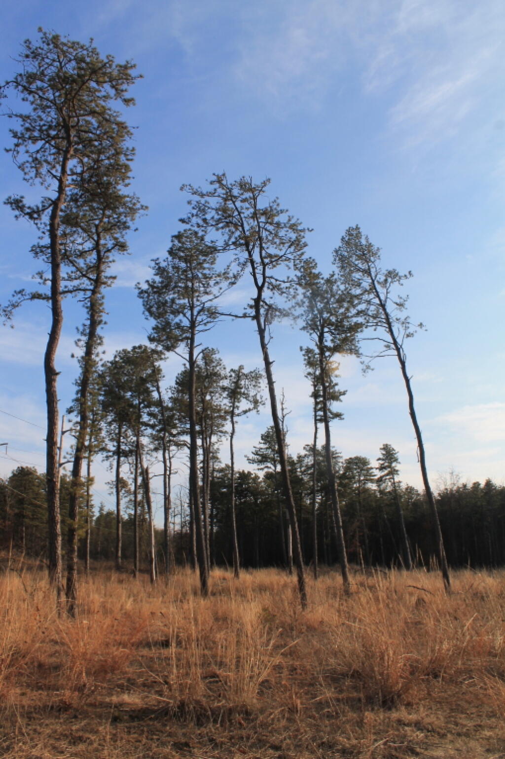 Photo: Open Area