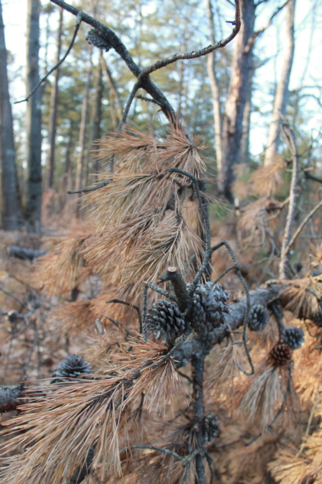 Photo: Pine Cones
