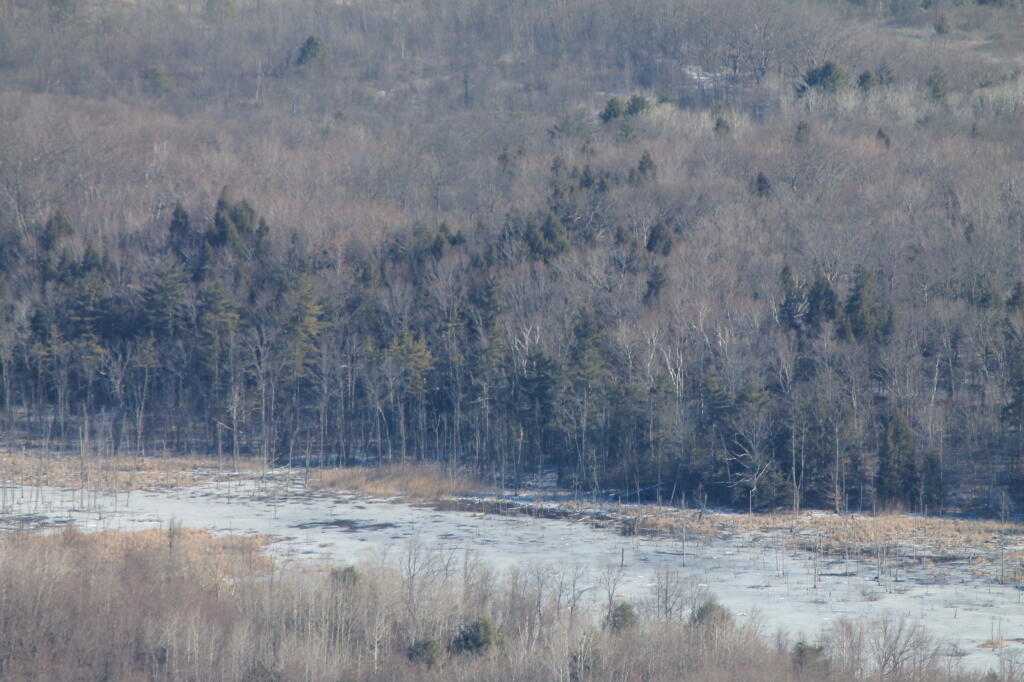 Photo: Wetlands Photo: Wetlands
