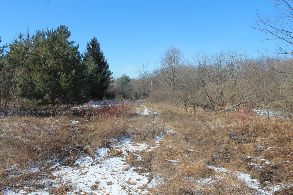 Photo: Reverting to Woods Photo: Reverting to Woods