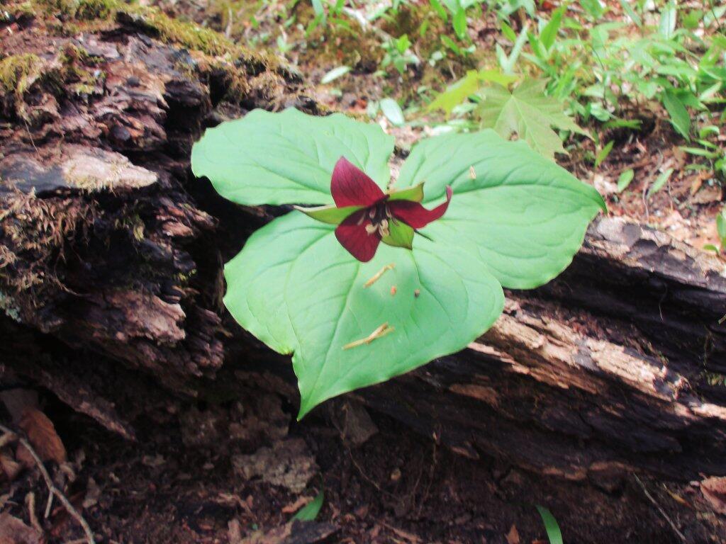 Photo: Columbine