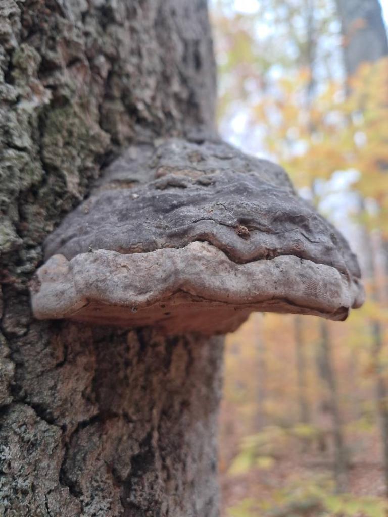 Photo: Hoof Fungus Photo: Hoof Fungus