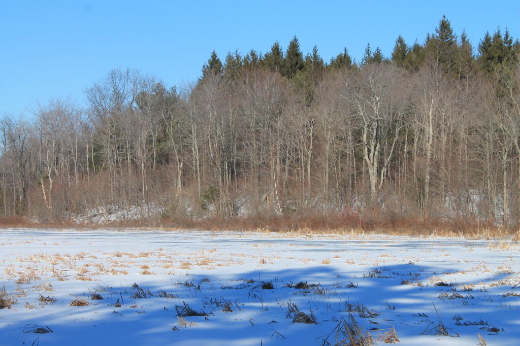 Photo: Tree Line Past the Marsh Photo: Tree Line Past the Marsh