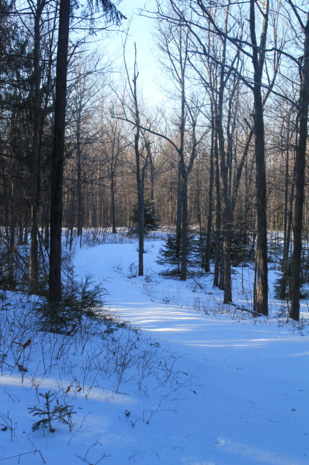 Photo: Snow Covered Truck Trail Photo: Snow Covered Truck Trail