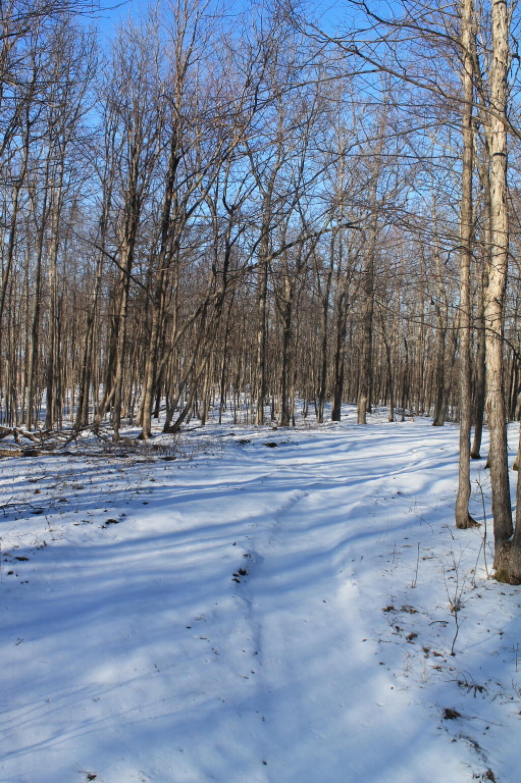 Photo: Not Much of a Snowmobile Trail This Year