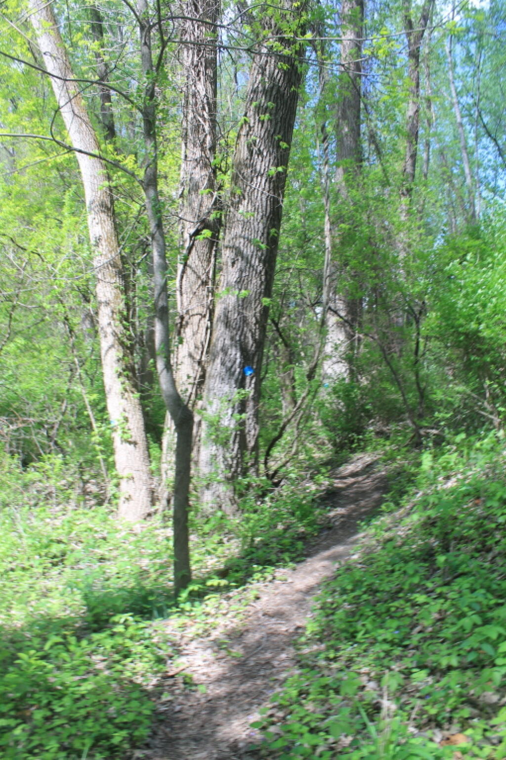 Photo: In the Woods Photo: In the Woods