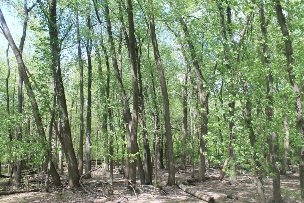 Photo: Trees Photo: Trees