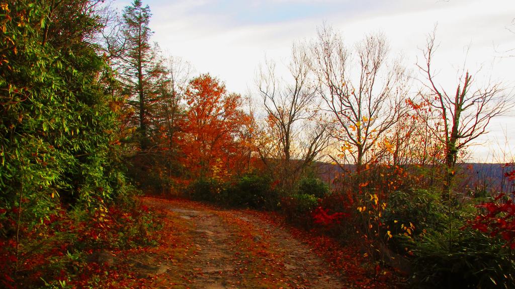 Photo: Along Canyon Road Photo: Along Canyon Road